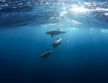 Whale Watching