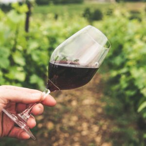 How Guided Winery Tours Can Add an Extra Level of Perfection to Your Travel Plans?
